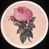 Original title:  Rose rose et bourgeons. 