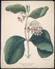 Titre original&nbsp;:  Cornus Aslepias vel Asclepias Syriaca, Indian Hemp - Milk Weed. 