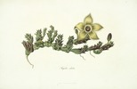 Original title:    Description English: Stapelia ciliata Thunb. is a synonym of Orbea ciliata (Thunb.) Leach Date 1796 Source http://www.panteek.com/Books/MassonStapeliae/index.htm Author Francis Masson (1741-1805)

