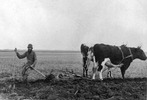 Original title:  Norman Criddle with oxen, 4 November 1903.
Source: Sipiweske Museum.