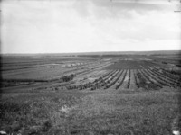 Original title:  General view of Experimental Farm [Brandon, Manitoba]. 