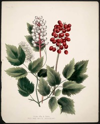 Titre original&nbsp;:  Actoea Alba & Rubra, Red and White Baneberry. 